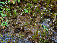 Utricularia striatula