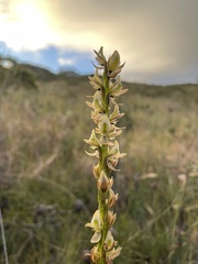 Prasophyllum elatum