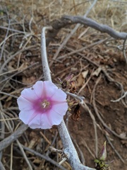 Ipomoea shirambensis