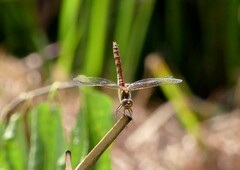Sympetrum vulgatum