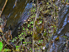 Utricularia striatula