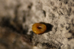 Ophiotheca chrysosperma