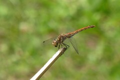Sympetrum vulgatum