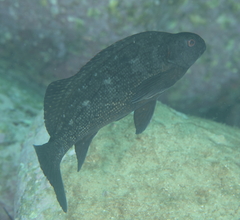 Aplodactylus lophodon