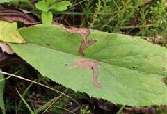 Coleophora amellivora