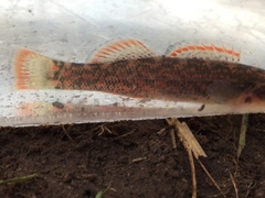 Etheostoma artesiae