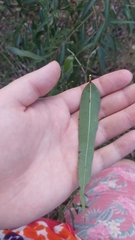 Eucalypteae