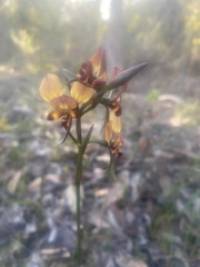 Diuris