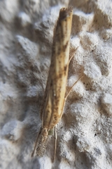 Agriphila inquinatella