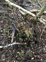 Dendrobium cunninghamii