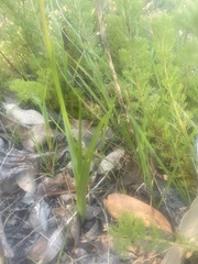 Diuris
