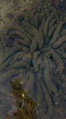 Ceratophyllaceae