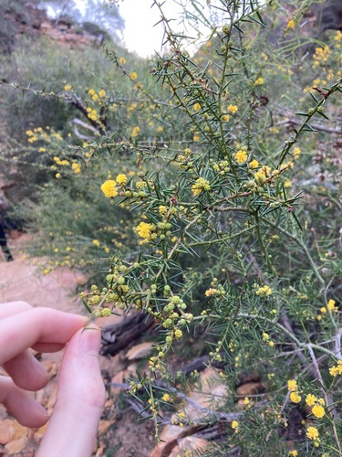 Image of Acacia acuaria by (c) Thomas Mesaglio, some rights reserved (CC BY)