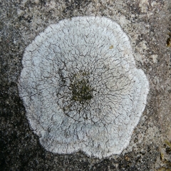 Pertusariaceae