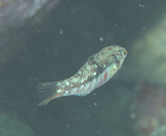 Halichoeres nebulosus