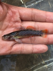 Etheostoma artesiae