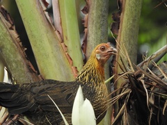 Gallus gallus