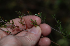 Leptospermum liversidgei