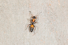 Opisthopsis picta