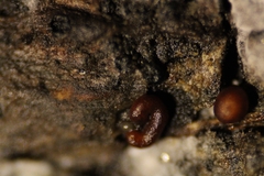 Ophiotheca chrysosperma