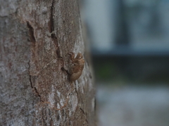 Chremistica ochracea