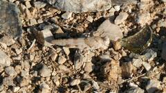 Sphingonotus caerulans