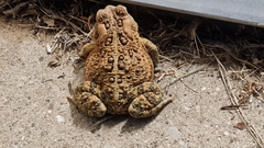 Anaxyrus americanus