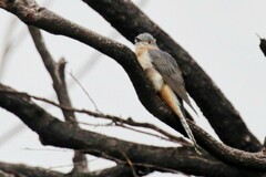 Cacomantis flabelliformis