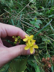 Hypericum maculatum maculatum