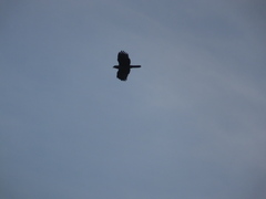 Pernis ptilorhynchus