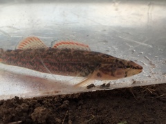 Etheostoma artesiae
