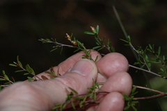 Leptospermum liversidgei