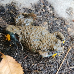 Bombina variegata