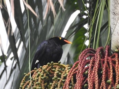 Gracula religiosa