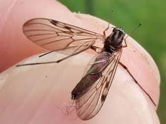 Sylvicola