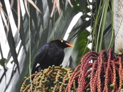 Gracula religiosa
