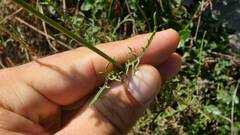 Cephalaria leucantha