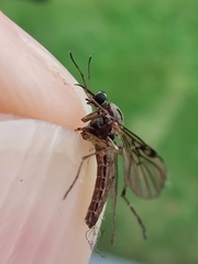 Sylvicola