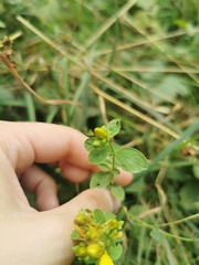 Hypericum maculatum maculatum