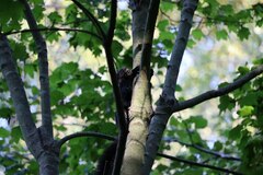 Sciurus carolinensis