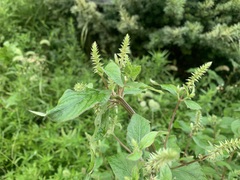 Achyranthes japonica