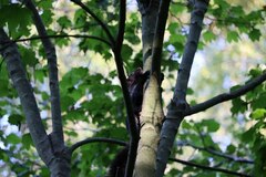 Sciurus carolinensis