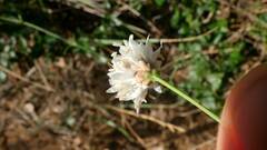 Cephalaria leucantha