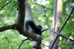 Sciurus carolinensis