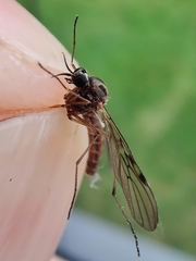 Sylvicola