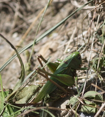 Decticus verrucivorus