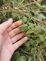 Hypericum maculatum maculatum