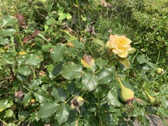 Rosa chinensis