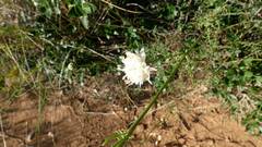 Cephalaria leucantha