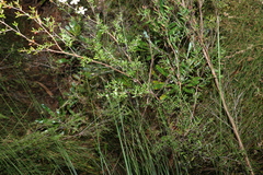Leptospermum liversidgei